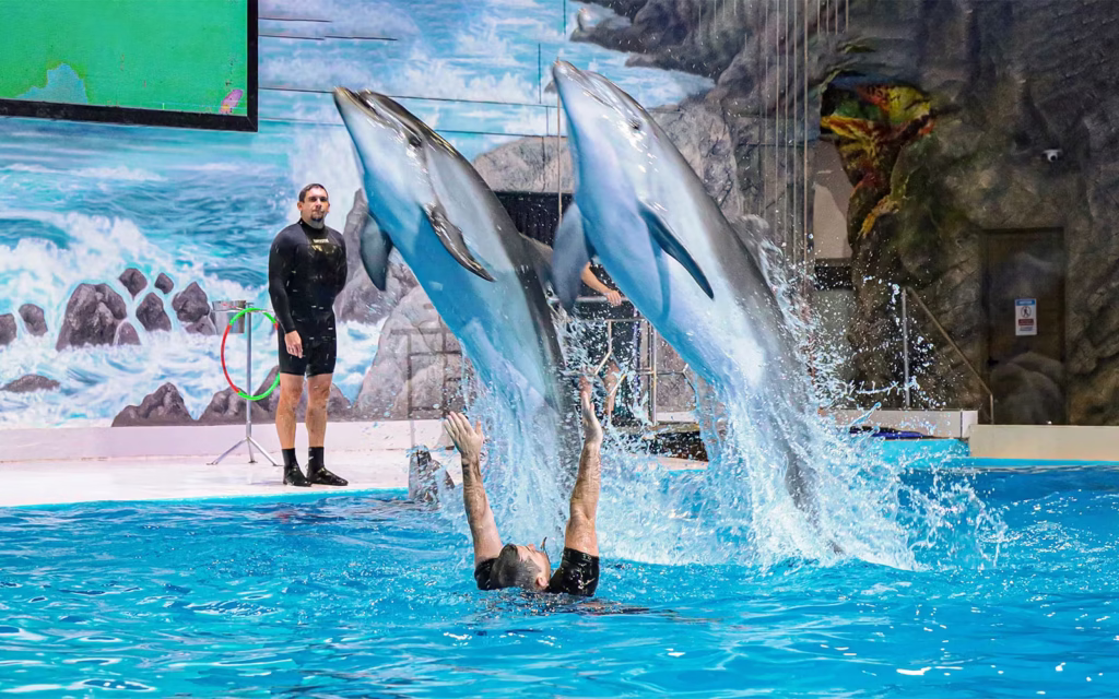 Dubai Dolphinarium Dolphin & Seal Show Tickets